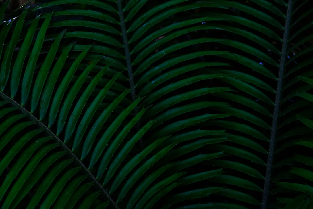 Dark image of wet fern leaf fanning out aesthetically 